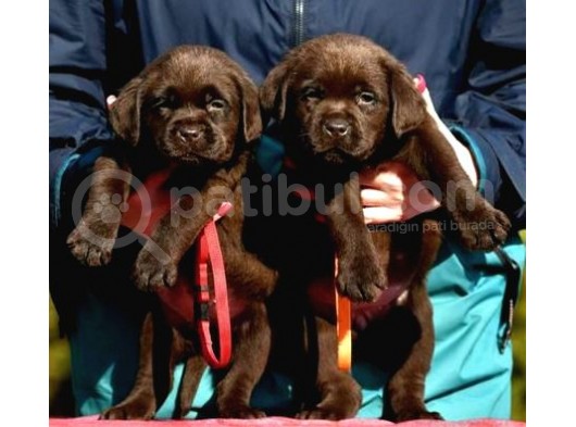 Cikolata Labrador Bebekler görsel
