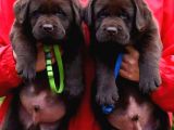 Cikolata Labrador Bebekler
