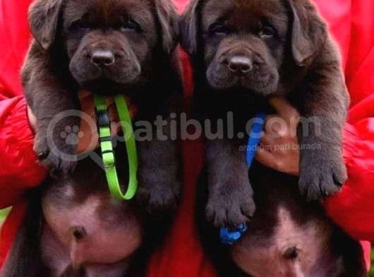 Cikolata Labrador Bebekler görsel