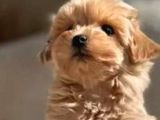 Mükemmel Maltipoo Bebekler
