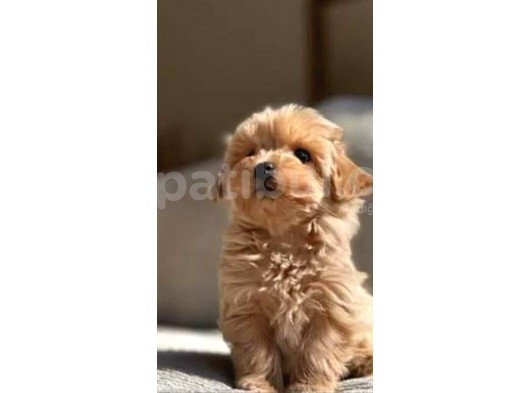 Mükemmel Maltipoo Bebekler görsel