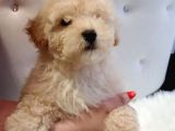 Mükemmel Maltipoo Bebekler