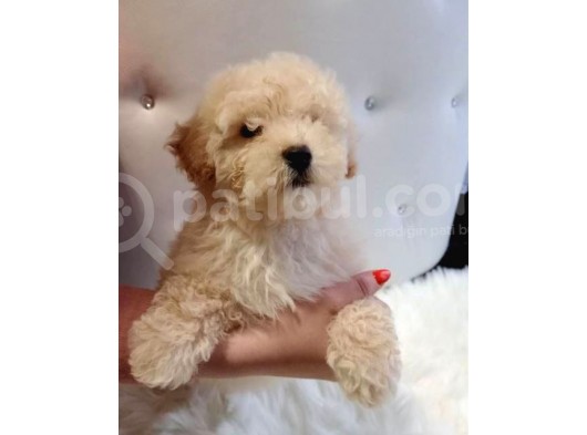 Mükemmel Maltipoo Bebekler görsel