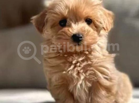 Mükemmel Maltipoo Bebekler