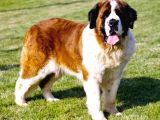Safkan St Bernard Erkek Yavrular