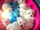 Ev Doğumu Maltese Bebegimiz