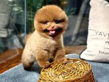 Çocuklarla Anlaşabilen Irk Pomeranian Boo