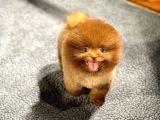 Çocuklarla Anlaşabilen Irk Pomeranian Boo