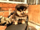 Ust Kalite Pomeranian Teddy Bear Yavrularimiz