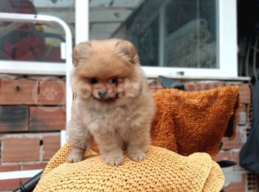 Ust Kalite Pomeranian Teddy Bear Yavrularimiz görsel