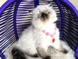 British Longhair Chocolate Point Dişi