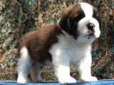 Safkan St Bernard Erkek Yavrular