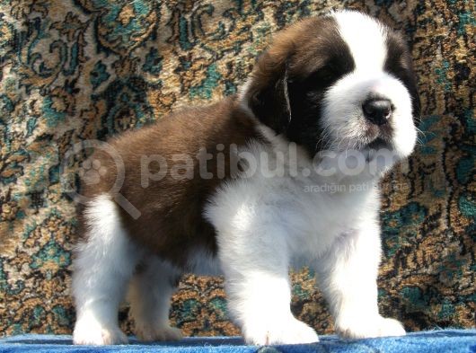 Safkan St Bernard Erkek Yavrular görsel