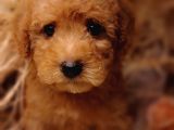 Veteriner Teknikerinden Toy Poodle