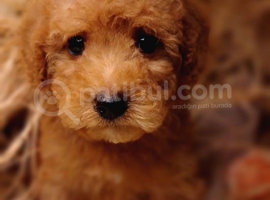 Veteriner Teknikerinden Toy Poodle görsel