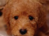 Veteriner Teknikerinden Toy Poodle