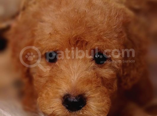 Veteriner Teknikerinden Toy Poodle görsel
