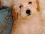 Veteriner teknikerinden toy poodle