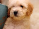 Veteriner Teknikerinden Toy Poodle