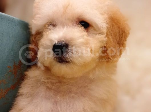 Veteriner Teknikerinden Toy Poodle görsel