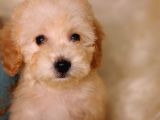 Veteriner Teknikerinden Toy Poodle