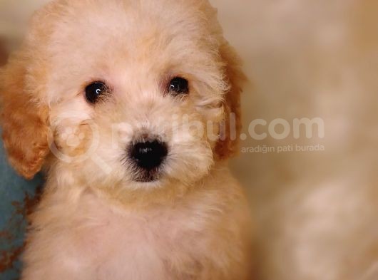 Veteriner Teknikerinden Toy Poodle görsel