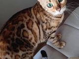 SECERELİ 2 YAŞINDA DİŞİ BENGAL KEDİSİ