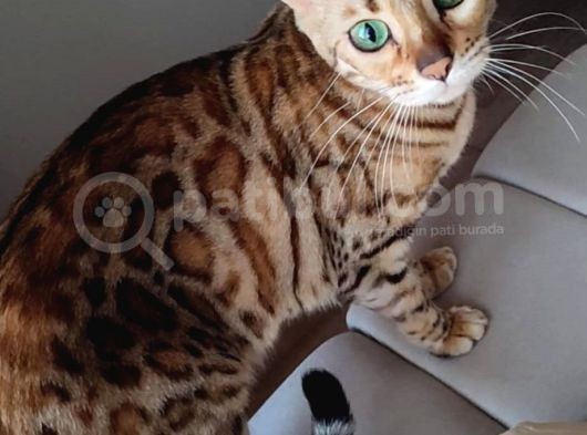 Secereli̇ 2 Yaşinda Di̇şi̇ Bengal Kedi̇si̇