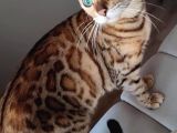 Secereli̇ 2 Yaşinda Di̇şi̇ Bengal Kedi̇si̇