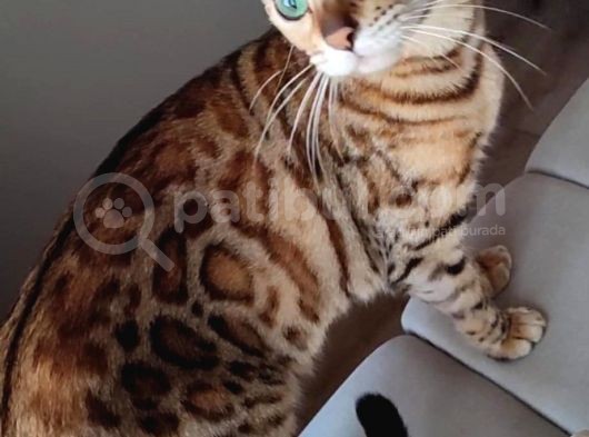 Secereli̇ 2 Yaşinda Di̇şi̇ Bengal Kedi̇si̇ görsel