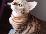 Secereli̇ 2 Yaşinda Di̇şi̇ Bengal Kedi̇si̇