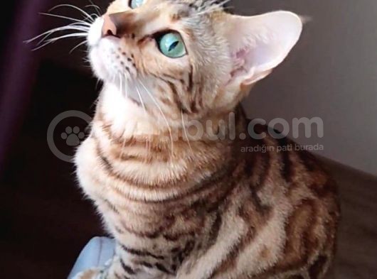 Secereli̇ 2 Yaşinda Di̇şi̇ Bengal Kedi̇si̇ görsel