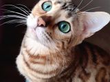 Secereli̇ 2 Yaşinda Di̇şi̇ Bengal Kedi̇si̇