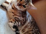 Secereli̇ 2 Yaşinda Di̇şi̇ Bengal Kedi̇si̇