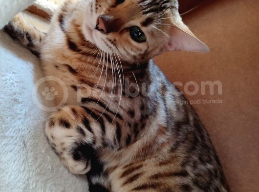Secereli̇ 2 Yaşinda Di̇şi̇ Bengal Kedi̇si̇ görsel