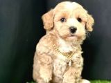 Bu Güzel  Maltipoo Yavrular  Kaçmazzz