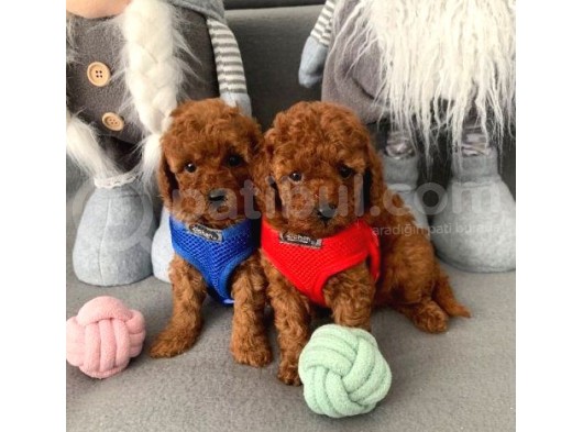 Toy Poodle Yavruları