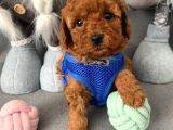Toy Poodle Yavruları