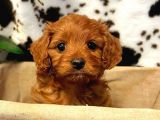Tooy poodle cinsi yavrular DİŞİ erkek mevcuttur 