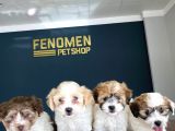 WC EGİTİMLİ ORJİNAL MALTİPOO YAVRULARIMIZ GELMİŞTİR
