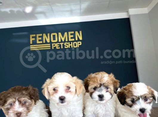 Wc Egi̇ti̇mli̇ Orji̇nal Malti̇poo Yavrularimiz Gelmi̇şti̇r