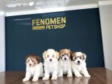 Wc Egi̇ti̇mli̇ Orji̇nal Malti̇poo Yavrularimiz Gelmi̇şti̇r