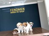 Wc Egi̇ti̇mli̇ Orji̇nal Malti̇poo Yavrularimiz Gelmi̇şti̇r