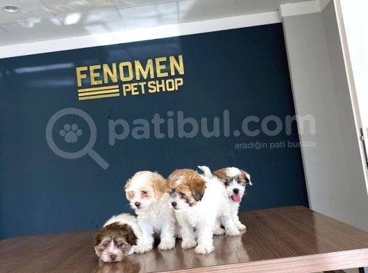 Wc Egi̇ti̇mli̇ Orji̇nal Malti̇poo Yavrularimiz Gelmi̇şti̇r görsel