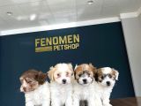 Wc Egi̇ti̇mli̇ Orji̇nal Malti̇poo Yavrularimiz Gelmi̇şti̇r