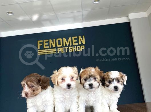 Wc Egi̇ti̇mli̇ Orji̇nal Malti̇poo Yavrularimiz Gelmi̇şti̇r görsel