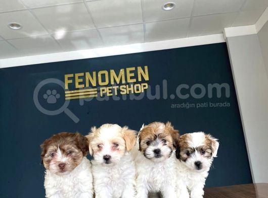 Wc Egi̇ti̇mli̇ Orji̇nal Malti̇poo Yavrularimiz Gelmi̇şti̇r görsel