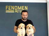BABY FACE GOLDEN RETRIEWER YAVRULARIMIZ GELMİŞTİR