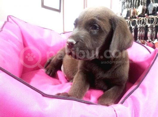Köpek Çi̇ftli̇ği̇ Çi̇kolata Labrador Yavrular
