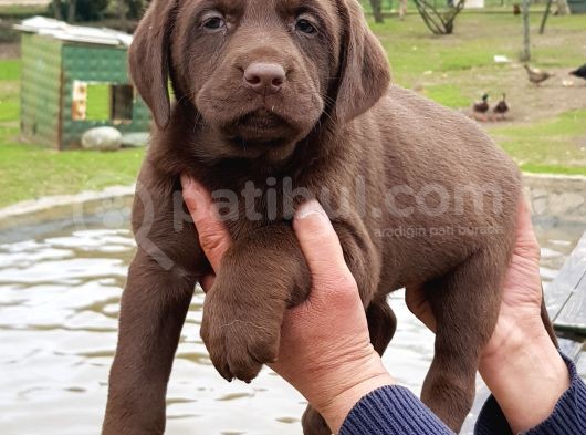 Köpek Çi̇ftli̇ği̇ Çi̇kolata Labrador Yavrular görsel